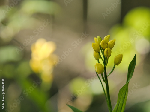 Tokyo, Japan - April 26, 2024: Closeup of flowers of Kinran or  Cephalanthera falcata  photo