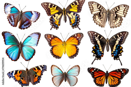 Set of Butteflies photo