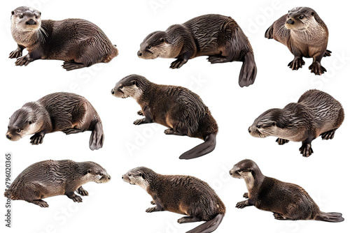 Set of Otters Various © Ariestia