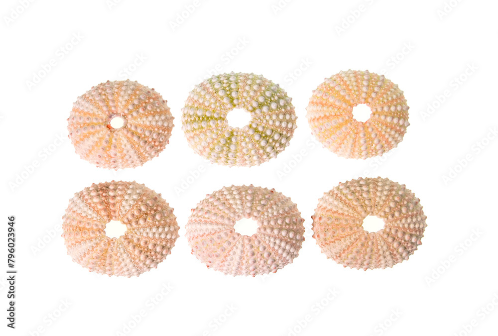 collection sea urchins shell isolated on white background collection sea urchins shell isolated on white background