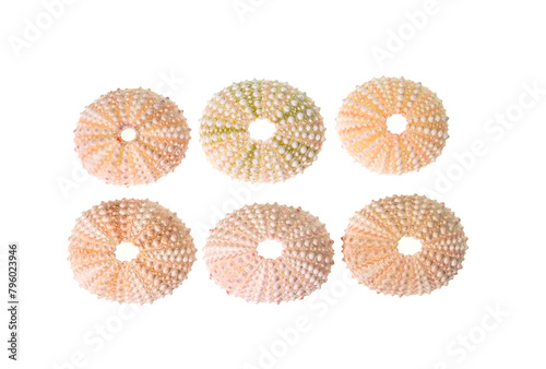 Fotografie collection sea urchins shell isolated on white background