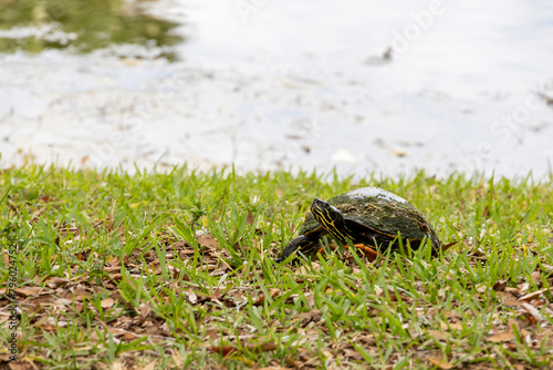 A turtle ventures out of the lake in Celebration, Florida (near Kissimmee and Orlando) to sunbathe on the grass. photo