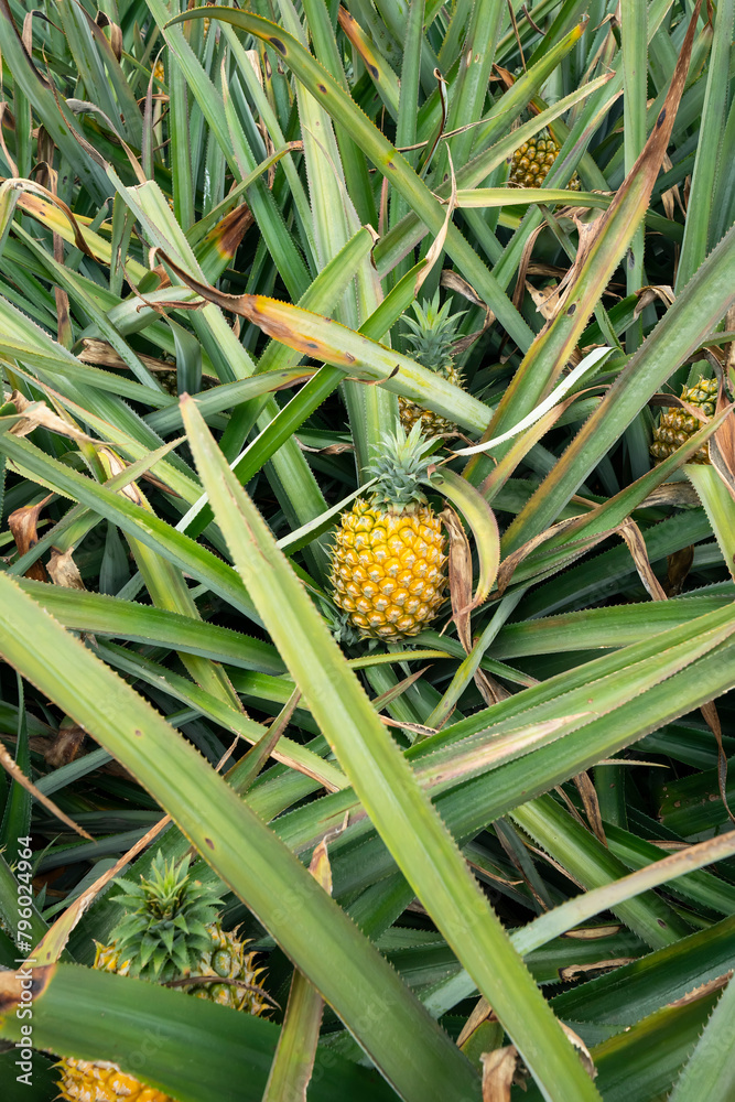 Pineapple fruit on the plantation farm Pineapple fruit on the plantation farm