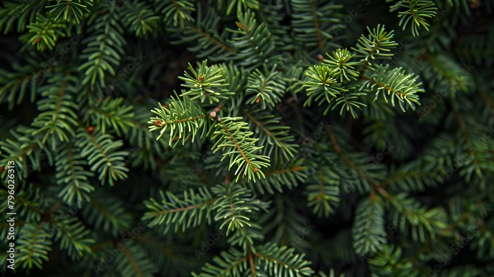 Green Fir Texture Close-Up Showcasing Natural Foliage Detail Green Fir Texture Close-Up Showcasing Natural Foliage Detail