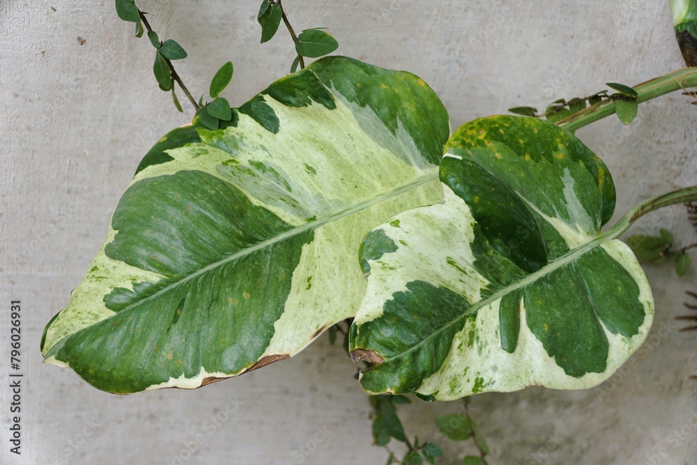 The white and green variegated matured leaves of Pothos NJoy, a popular tropical houseplant The white and green variegated matured leaves of Pothos NJoy, a popular tropical houseplant