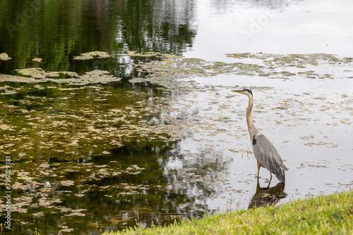 A great blue heron stands stoically at the edge of a pond in Kissimmee  near Orlando  Florida.