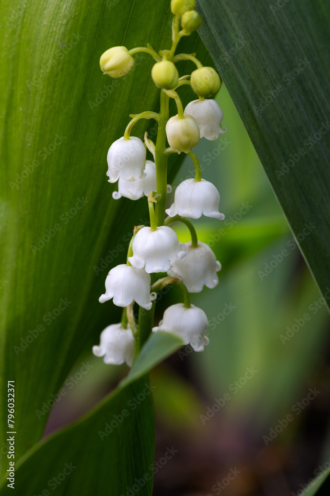 Lily of valley flower. White bell flower. Background close-up macro shot. Natural natural background with blooming lily of valley flowers. Mothers Day. Lily of valley blooms in the spring forest Lily of valley flower. White bell flower. Background close-up macro shot. Natural natural background with blooming lily of valley flowers. Mothers Day. Lily of valley blooms in the spring forest