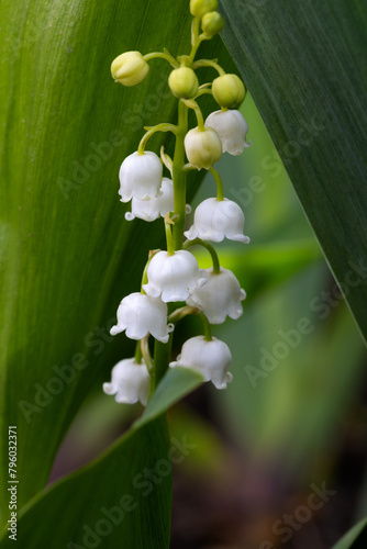 Lily of valley flower. White bell flower. Background close-up macro shot. Natural natural background with blooming lily of valley flowers. Mothers Day. Lily of valley blooms in the spring forest