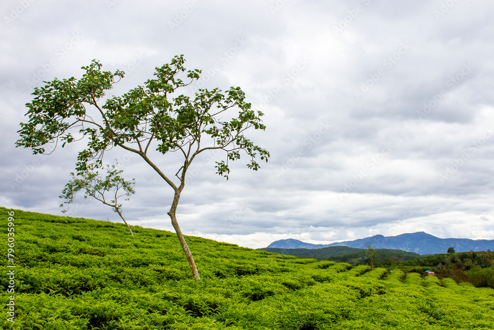 Fototapeta premium View Of Cau Dat Tea Plantation In Da Lat, Vietnam.