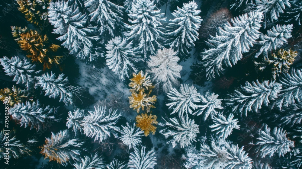 Aerial view of snow-covered forest Aerial view of snow-covered forest