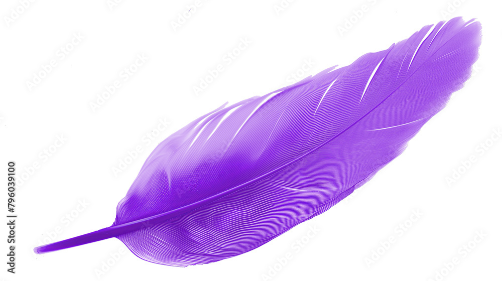 COLOR feather on a transparent background COLOR feather on a transparent background