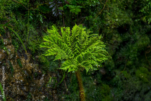 La nalca o pangue (Gunnera tinctoria) es una planta nativa, ornamental y comestible, que habita el sur de Chile. photo