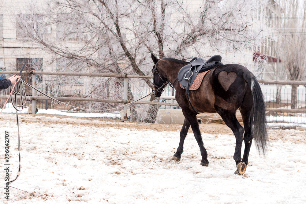 Horse with heart-shaped marking being lunged in snow. Horse with heart-shaped marking being lunged in snow.