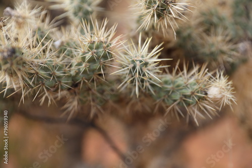 close up of a cactus, close up of cholla cactus, desert plant photo