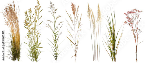 Collection of native prairie grasses featuring bluestem, prairie dropseed, and Indian grass, preserved for educational purposes, isolated on transparent background