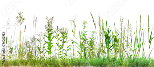 Panel kuchenny z motywem Gradient of grass heights ranging from low-growing thyme to tall feather reed grass, showcasing ecological succession, isolated on transparent background