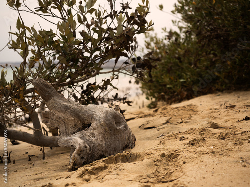 Dead tree on the sandy beach of the Marsa Alam  Egypt.