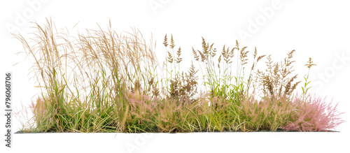 Mixed prairie grass bed featuring tall bluestem and switchgrass, ideal for natural landscaping and erosion control, isolated on transparent background photo