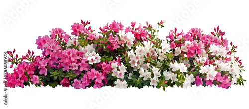 Close-up of a vibrant azalea bush, full of pink and white blossoms, signaling the start of spring, isolated on transparent background