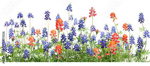 Field of bluebonnets and Indian paintbrush, a vibrant display of spring wildflowers in Texas, isolated on transparent background photo