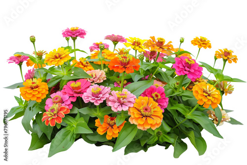 Colorful zinnia flower bed  bursting with blooms in shades of orange  pink  and yellow  perfect for a summer garden  isolated on transparent background