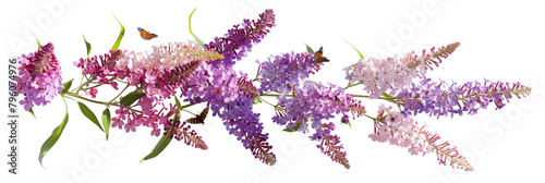 Butterfly bush (Buddleia) displaying long, conical clusters of purple and pink flowers, attracting various pollinators, isolated on transparent background