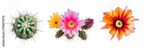 set of species of cacti flowers, juxtaposed against their spiky foliage, isolated on transparent background © MDNANNU