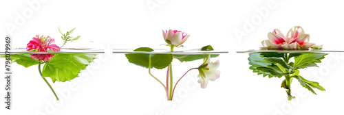 set of underwater flower arrangements, featuring submerged blooms and floating leaves, isolated on transparent background