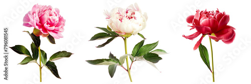 set of peony varieties, each paired with complementary foliage, emphasizing the lushness of petals and leaves, isolated on transparent background