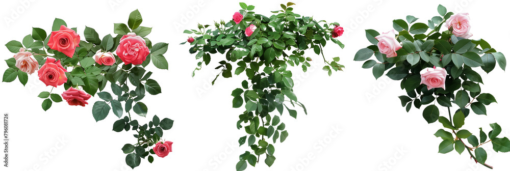 set of vignettes of roses and ivy, combining the elegance of rose blooms with the rugged texture of ivy leaves, isolated on transparent background set of vignettes of roses and ivy, combining the elegance of rose blooms with the rugged texture of ivy leaves, isolated on transparent background