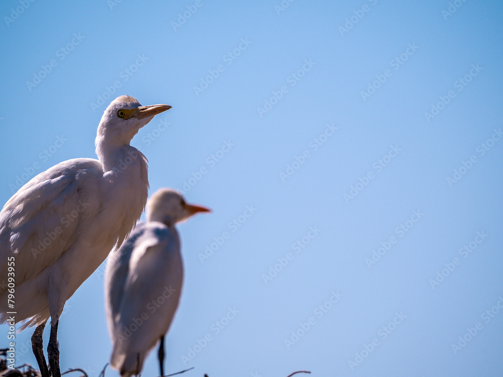 Cattle egret, Ardea alba, standing on a nest. Cattle egret, Ardea alba, standing on a nest.