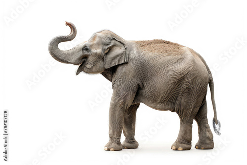 An elephant with its trunk raised, isolated on a white background © Veniamin Kraskov