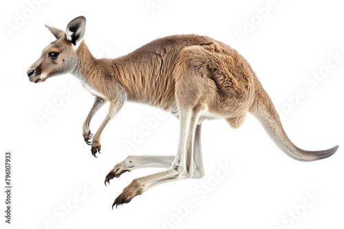 A kangaroo mid-hop, isolated on a white background