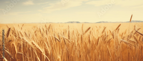 Golden Wheat Field Under Open Skies