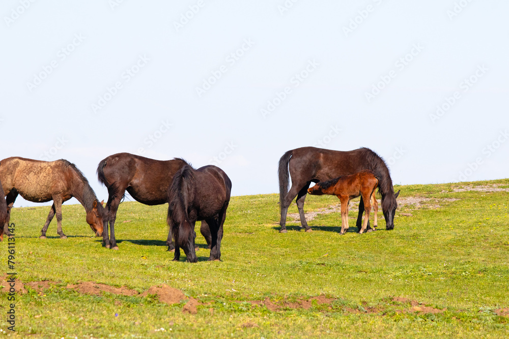 Horses grazing in green meadow. Foal suckling its mother. Animal. Wild horses herd. Horses grazing in green meadow. Foal suckling its mother. Animal. Wild horses herd.