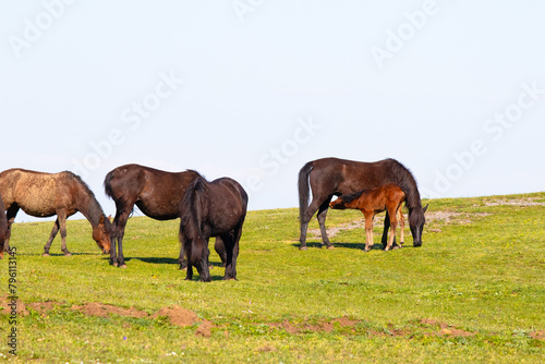Horses grazing in green meadow. Foal suckling its mother. Animal. Wild horses herd. 