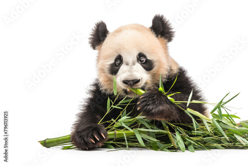 A panda munching on bamboo  isolated on a white background