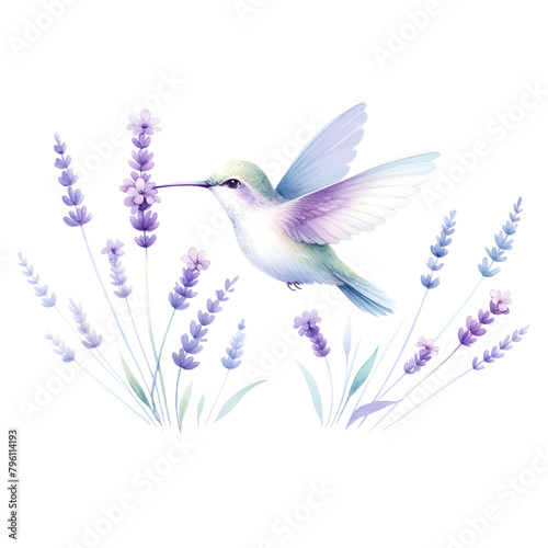 Hummingbird Amidst Lavender Flowers Illustration 