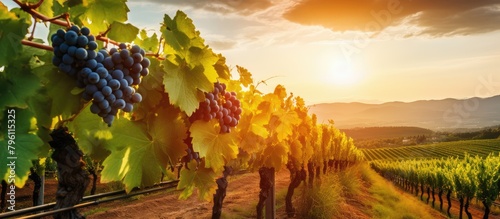 Sunset Over Lush Vineyard with Ripe Grapes photo