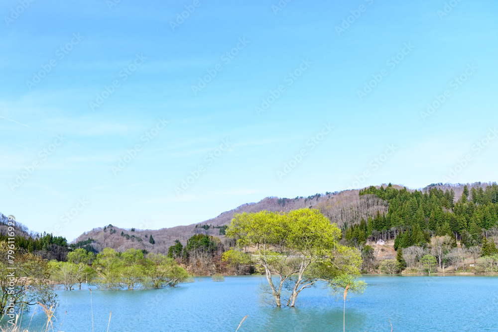 白川湖水没林