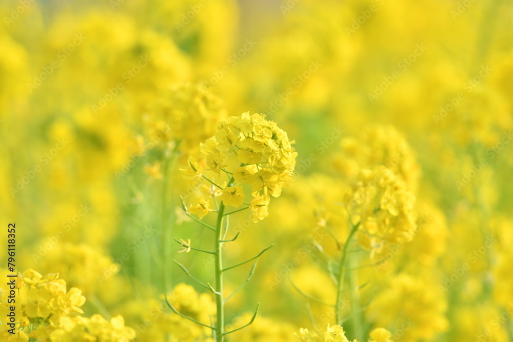 Obraz premium 春の花