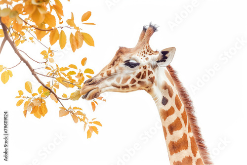 A giraffe reaching for leaves  isolated on a white background
