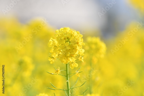 黄色の花　菜の花