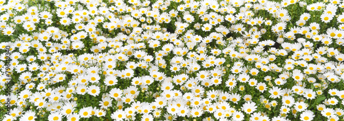 沢山咲いている白い小菊　ノースポール