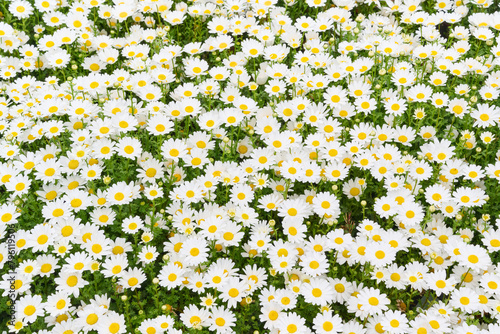 沢山咲いている白い小菊　ノースポール