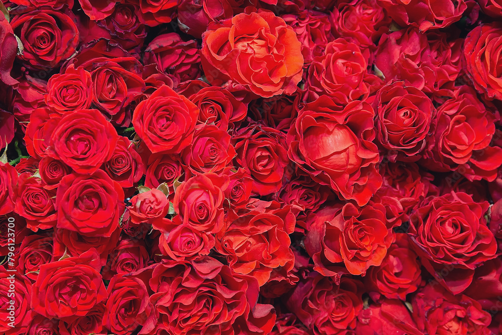 Lots of beautiful red rosesþ Background and texture Lots of beautiful red rosesþ Background and texture