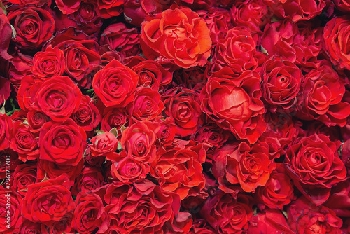 Lots of beautiful red rosesþ Background and texture photo