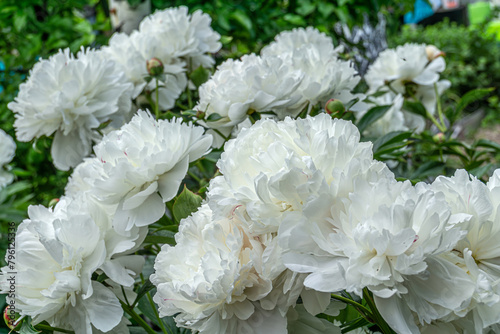 Big white peony flowers. Decorative white peony flowers blooming in the garden. (ID: 796125336)