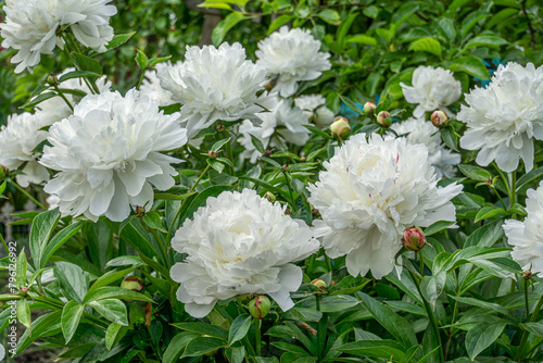 Big white peony flowers. Decorative white peony flowers blooming in the garden. (ID: 796126992)