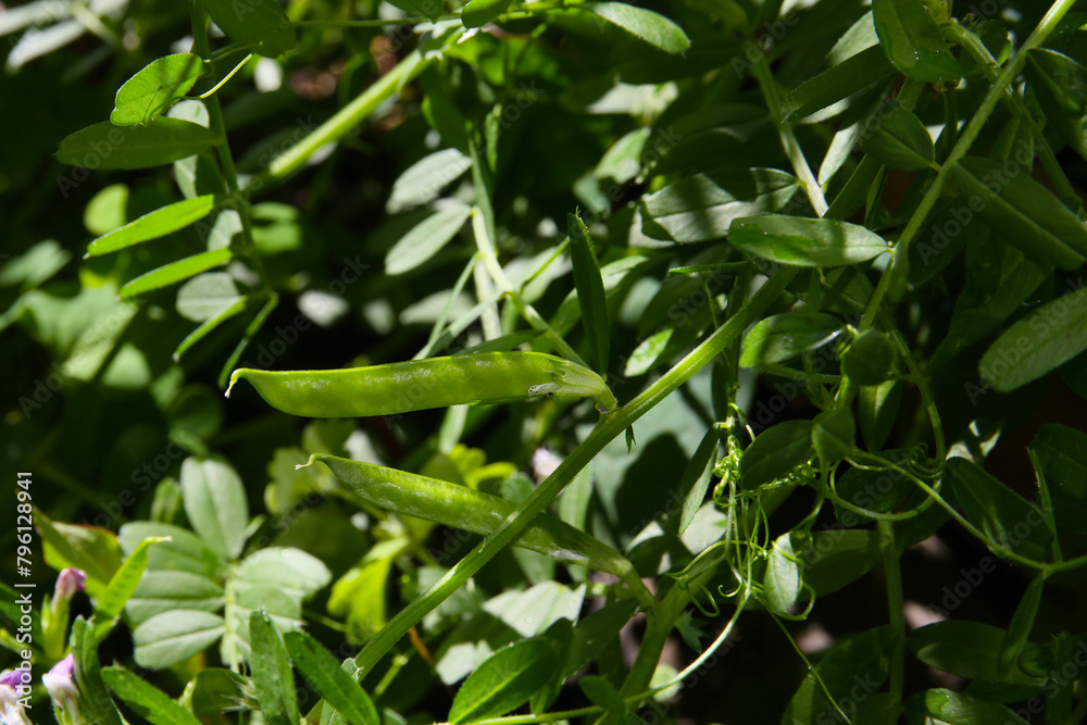 Fototapeta premium leaves and siliqua of common vetch in a garden